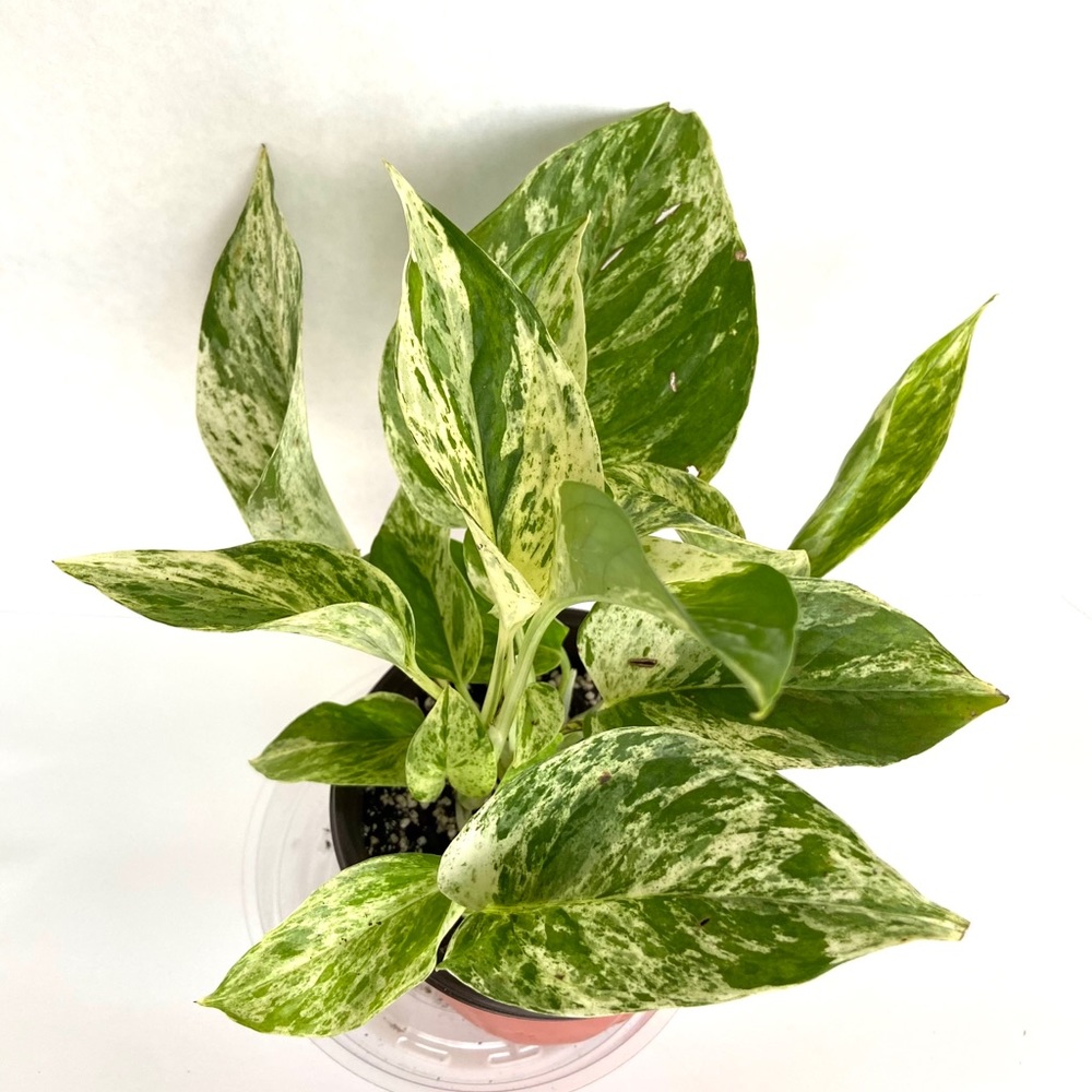 Snow queen pothos 🌿💚